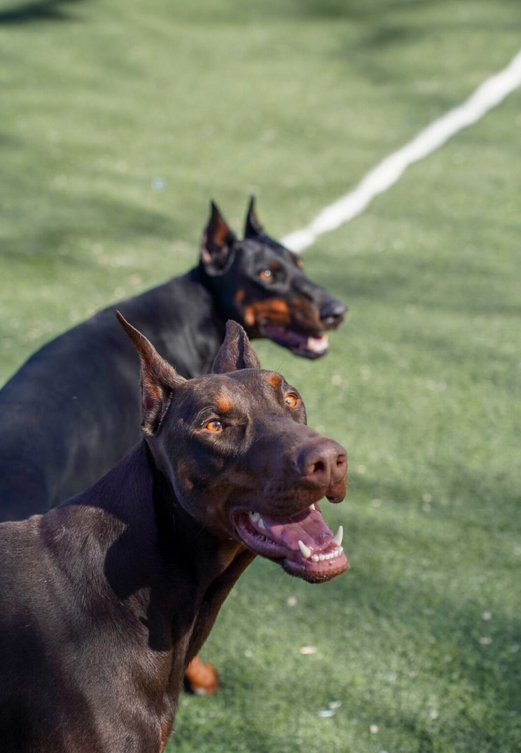 Collumibia Dogs Doggie Den - Columbia Where Tails Wag & Dogs Feel at Home